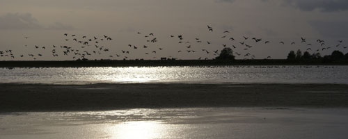 Sjöfågel vid solnedgång 2008