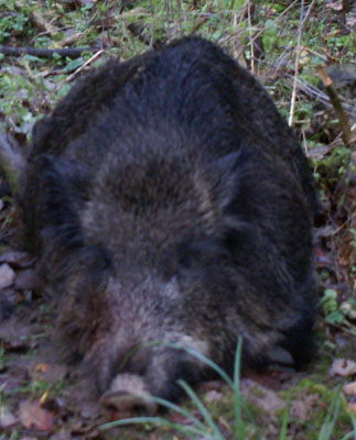 stor gris 2008