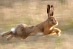 Hare 2008